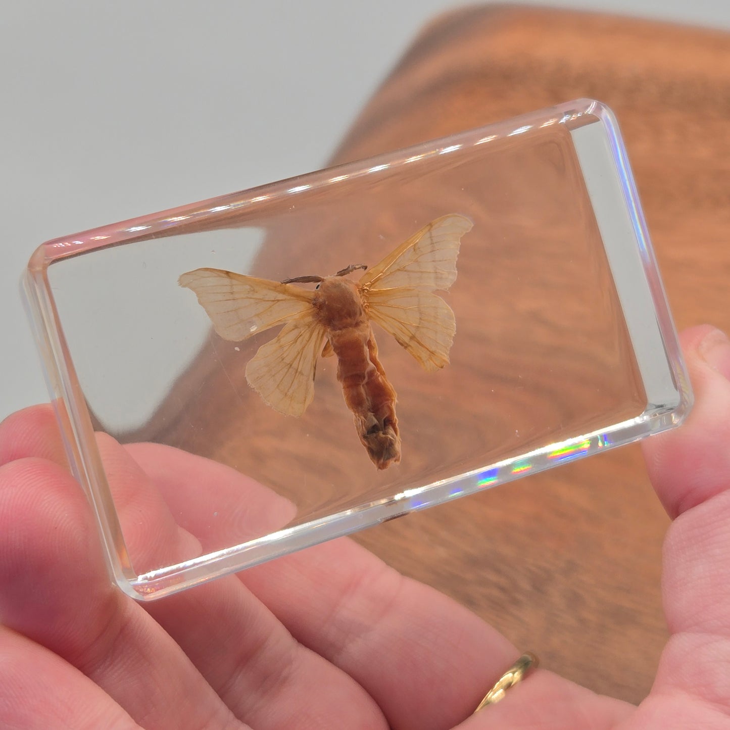Resin Silkworm Moth