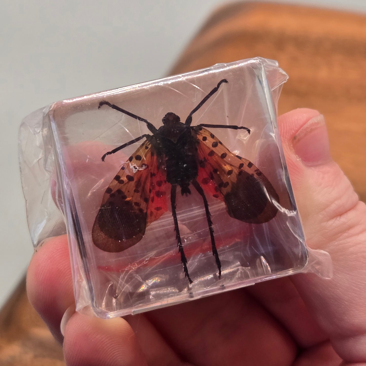 Resin Spotted Lanternfly