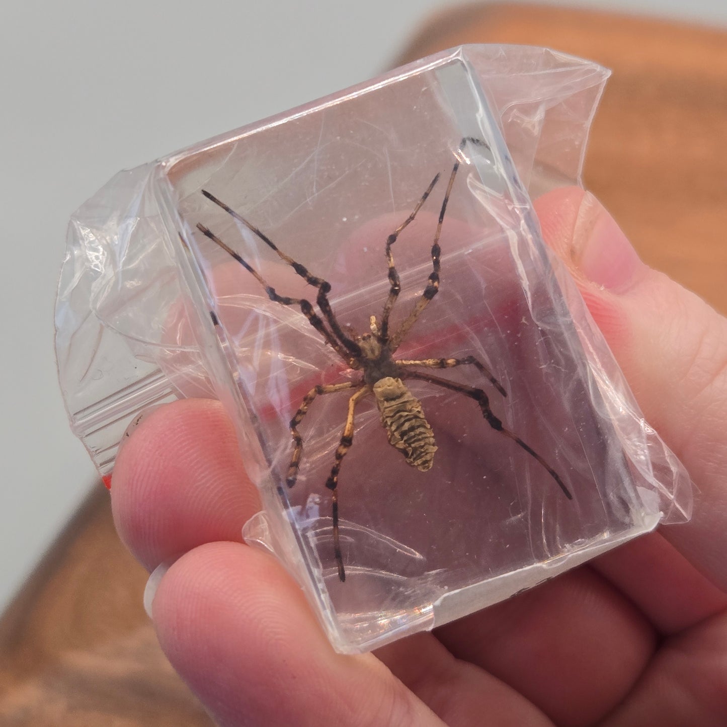 Resin Wasp Spider