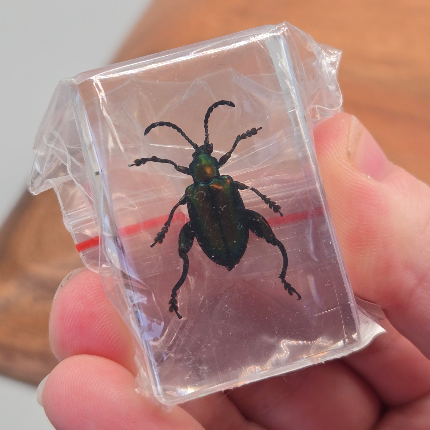 Resin Jeweled Frog Beetle