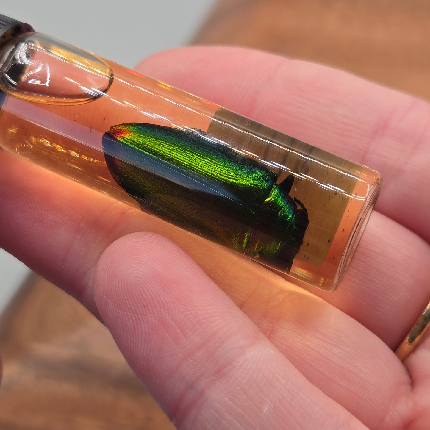 Jewel Beetle Wet Specimen