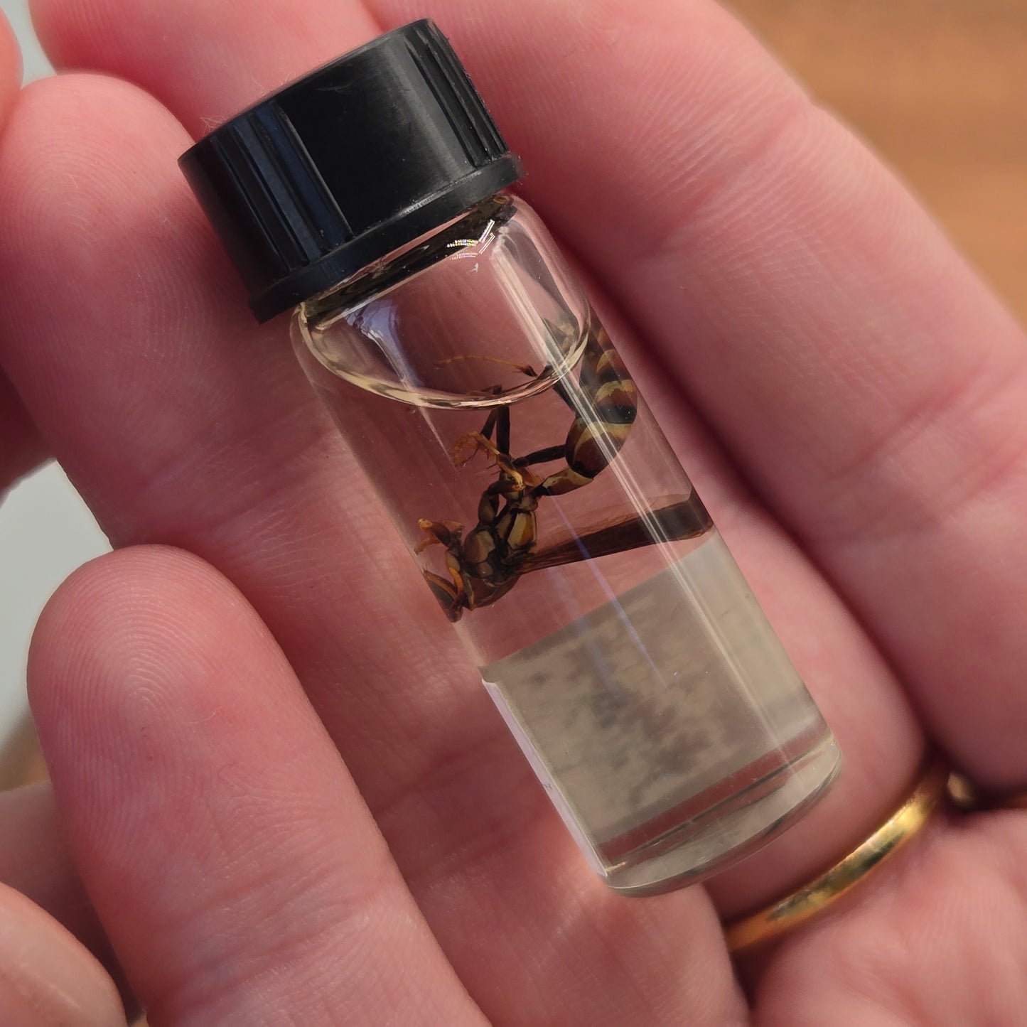 Wasp Wet Specimen