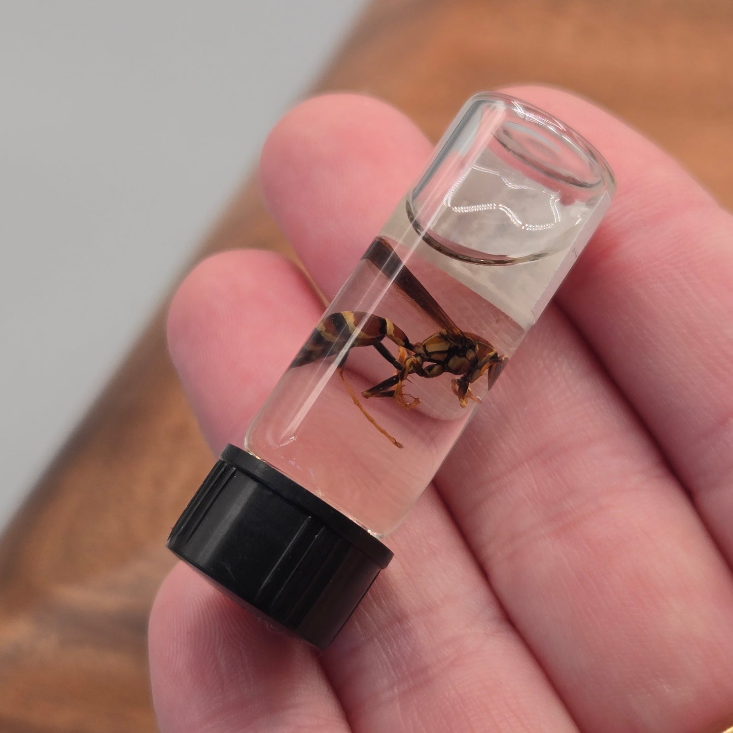 Wasp Wet Specimen