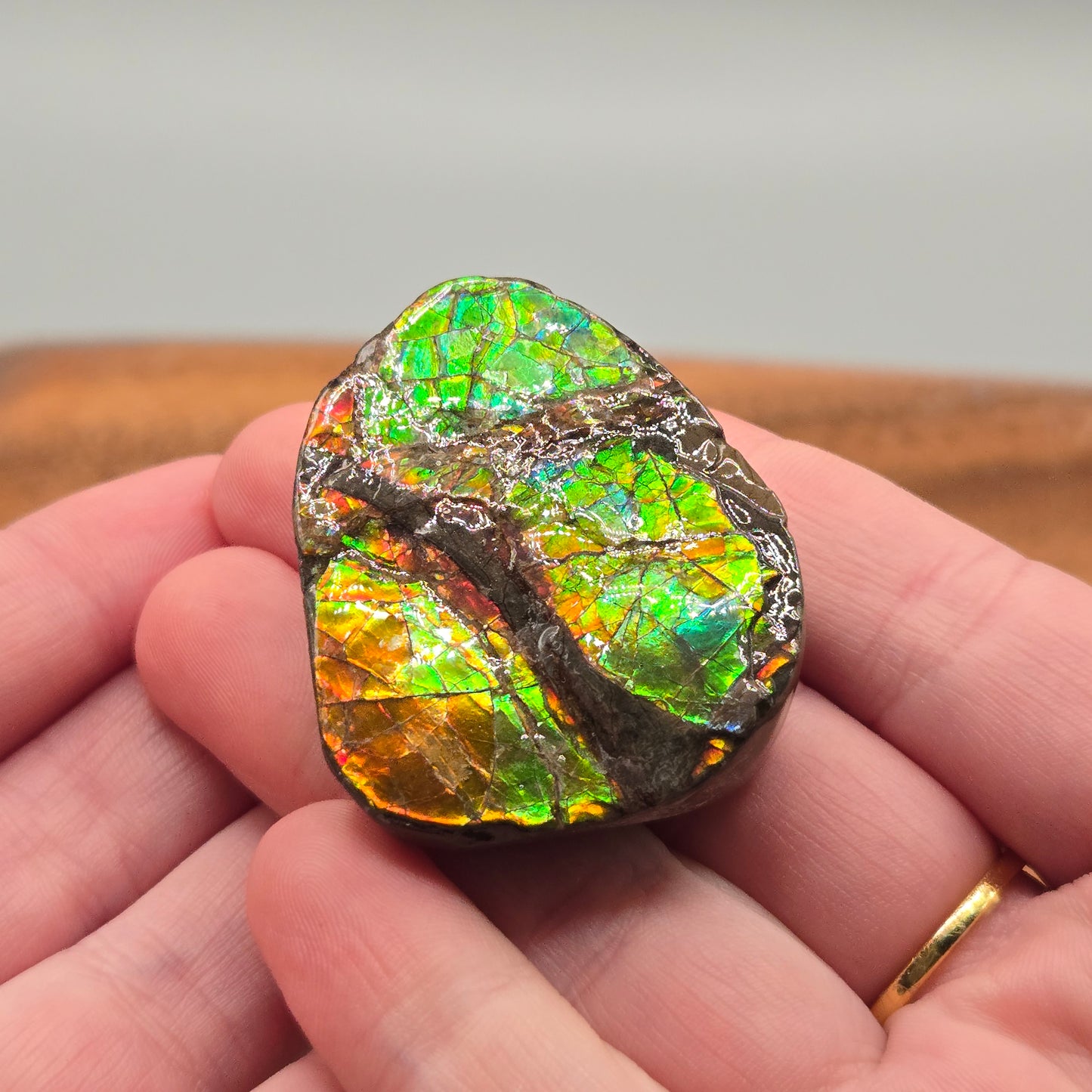 Ammolite 123