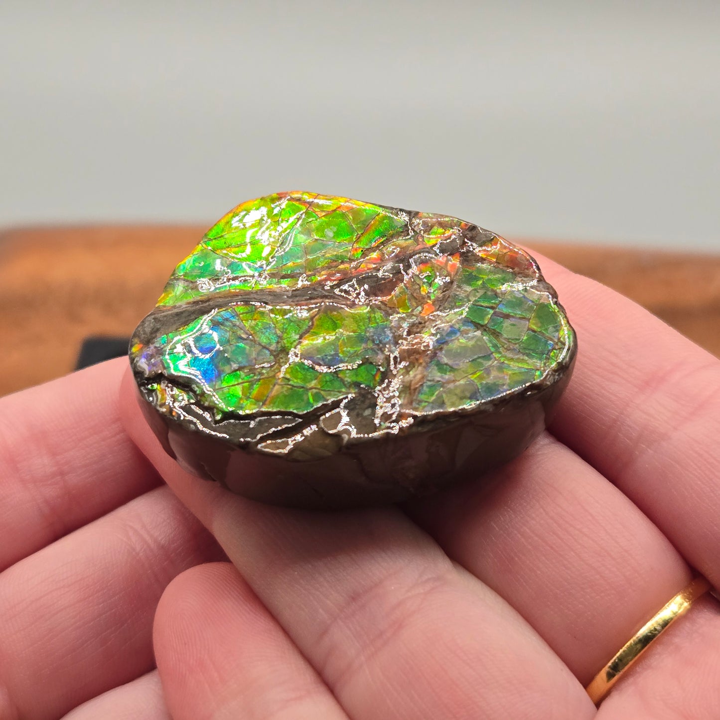Ammolite 123
