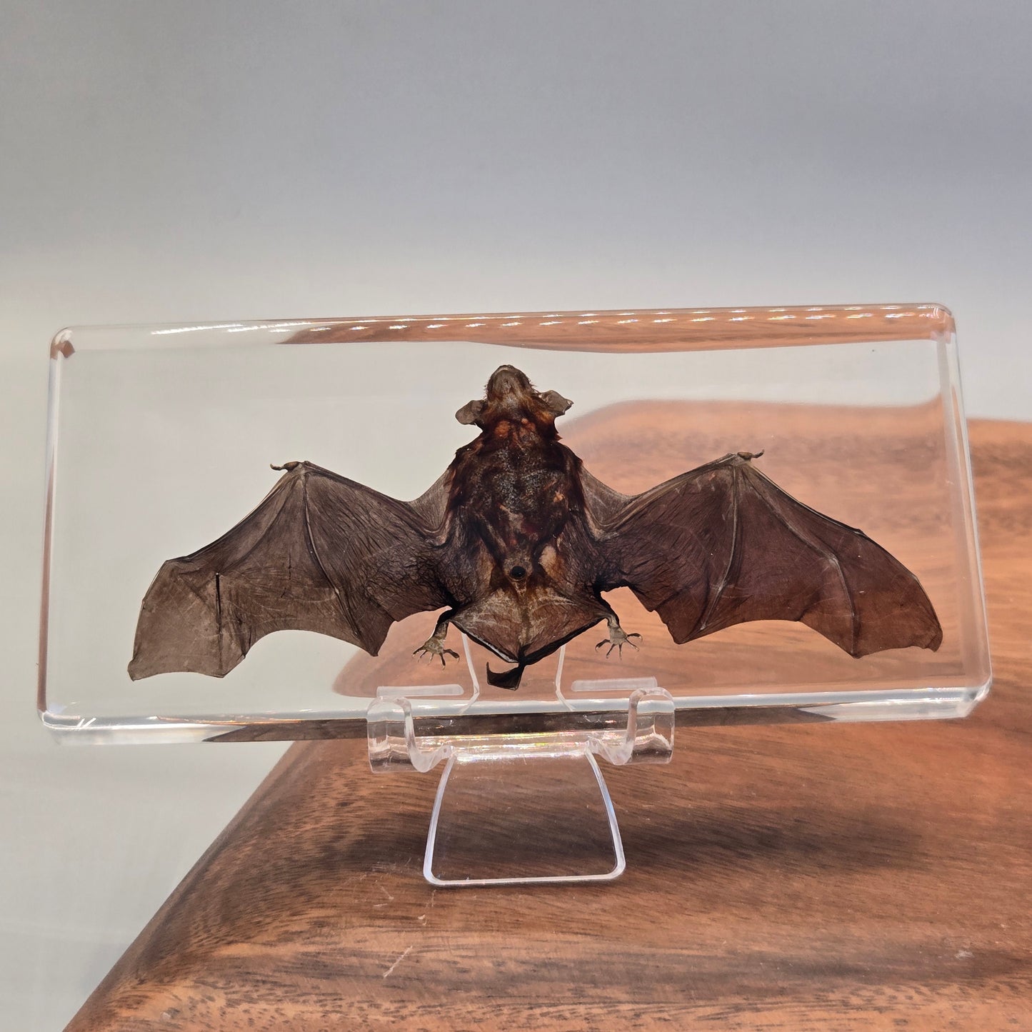 Resin Bat