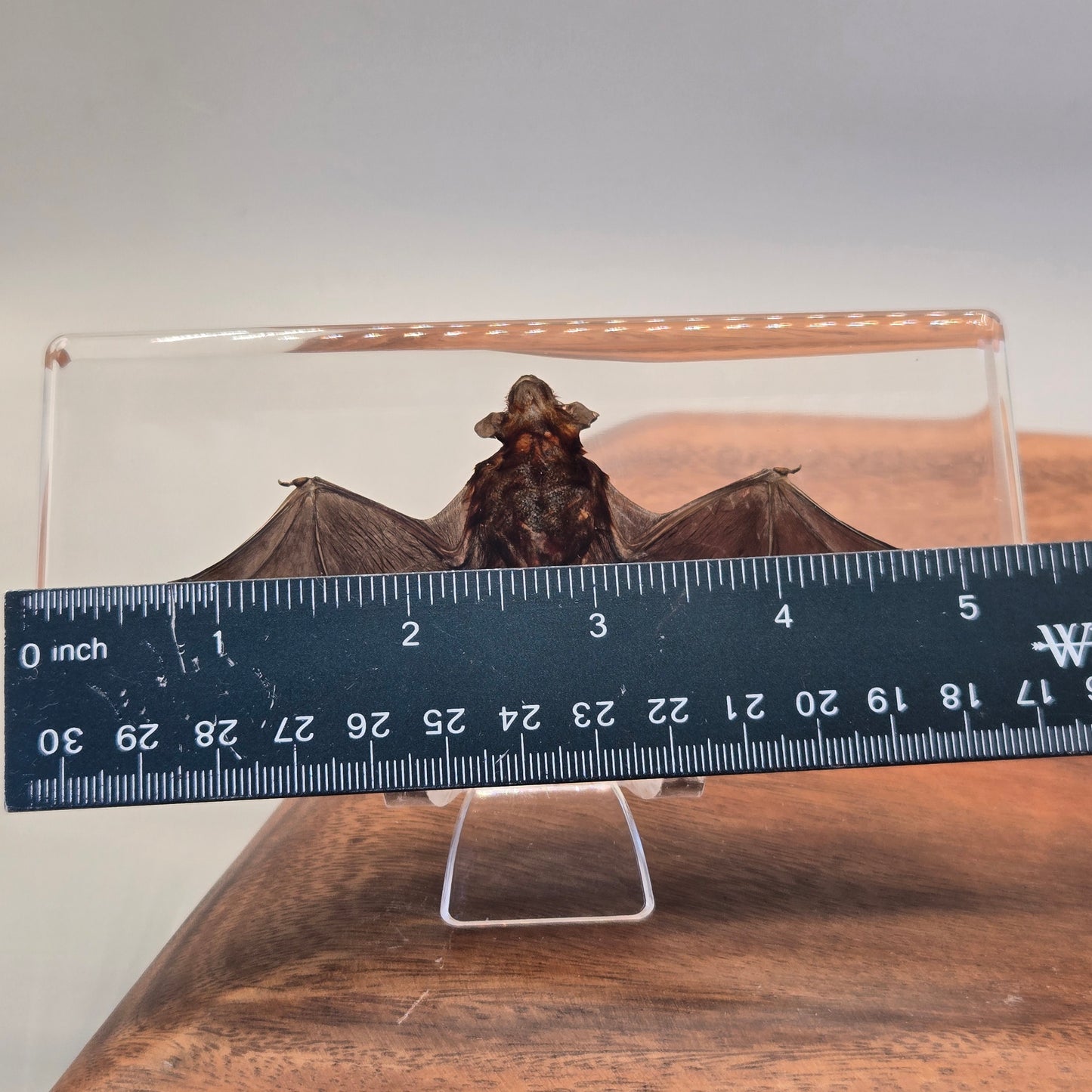 Resin Bat