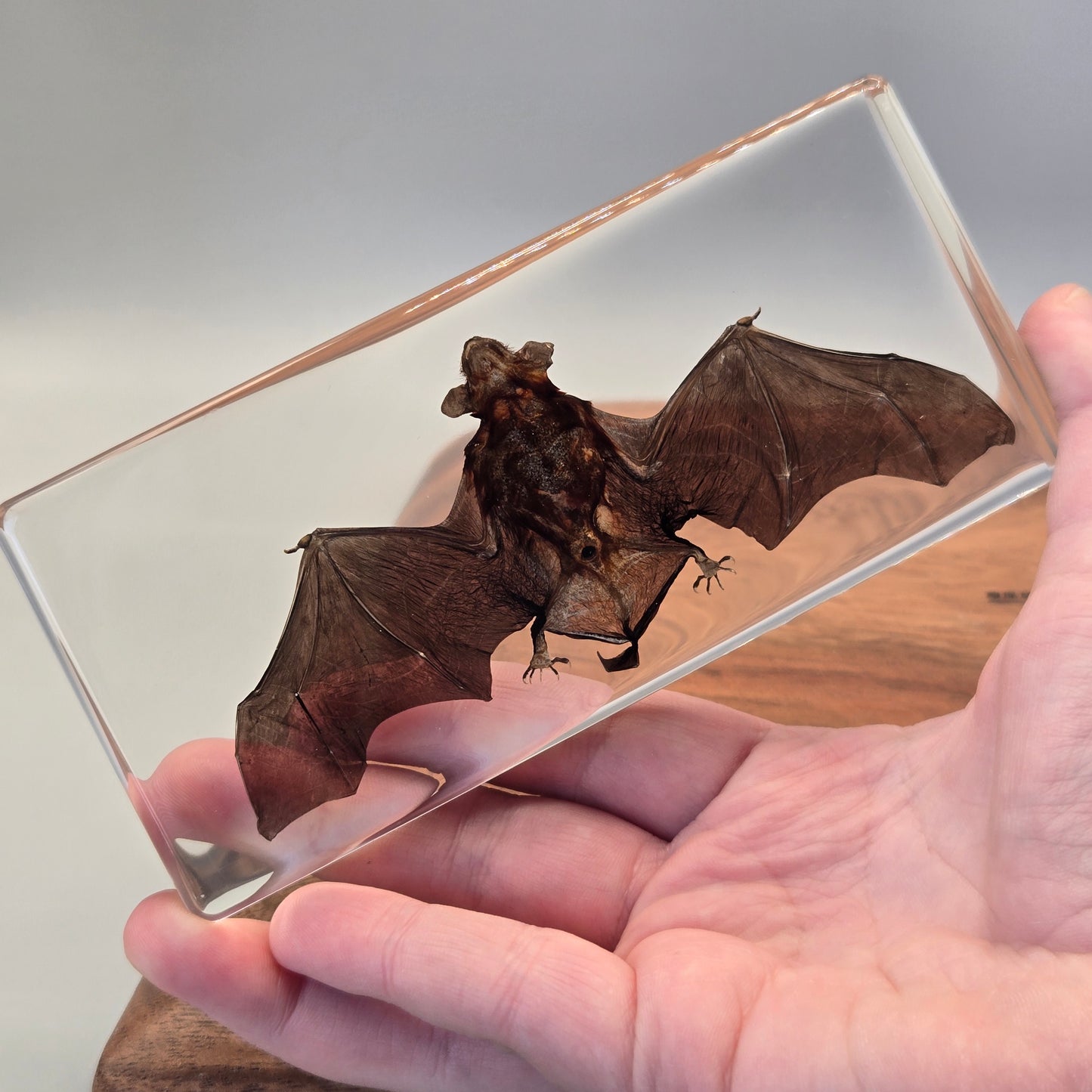 Resin Bat