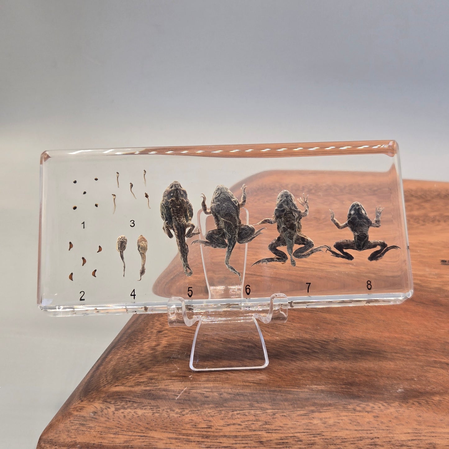 Resin Frog Development