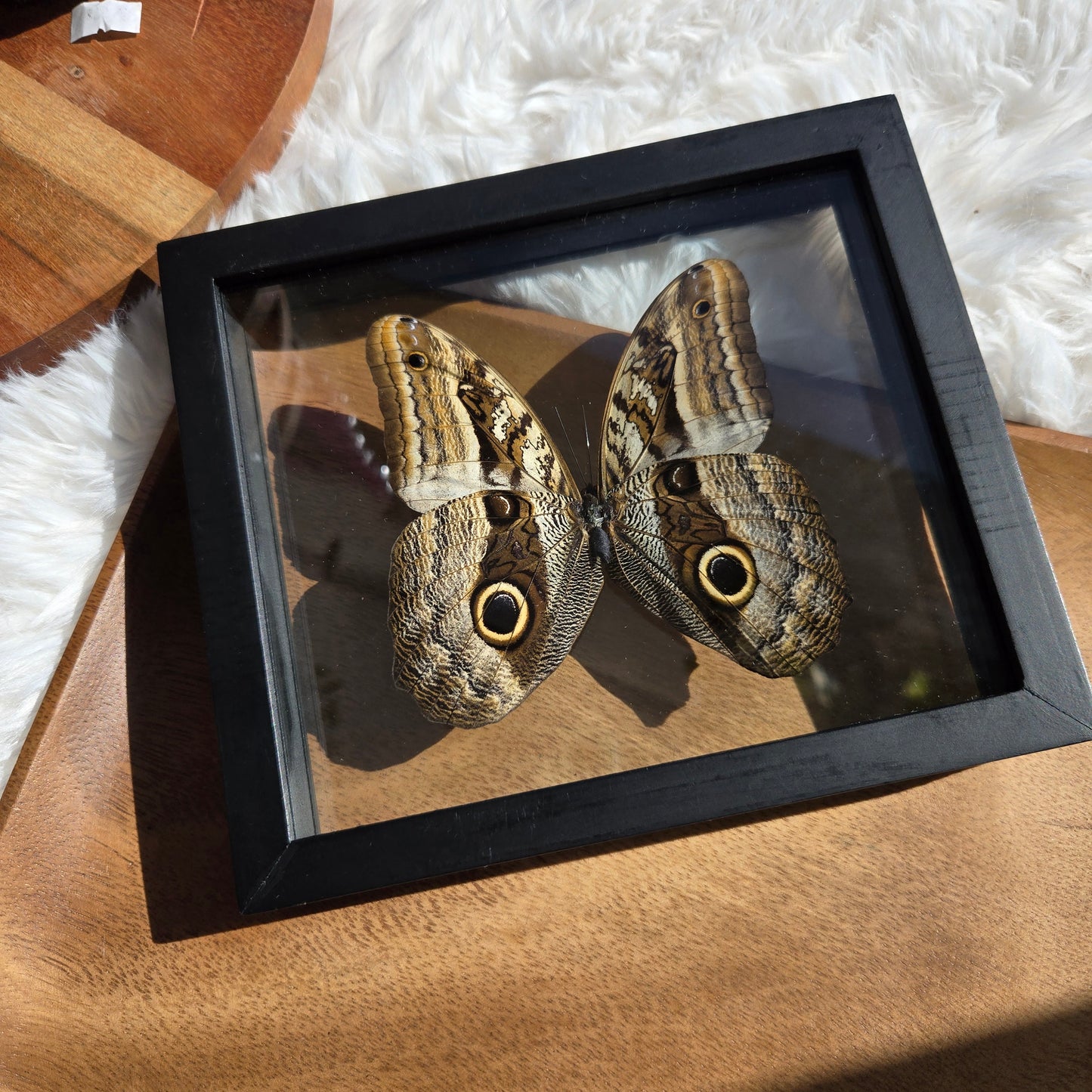 Owl Moth Frame