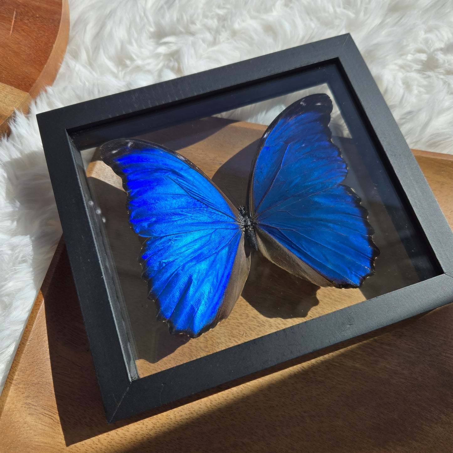 Morpho Butterfly Frame