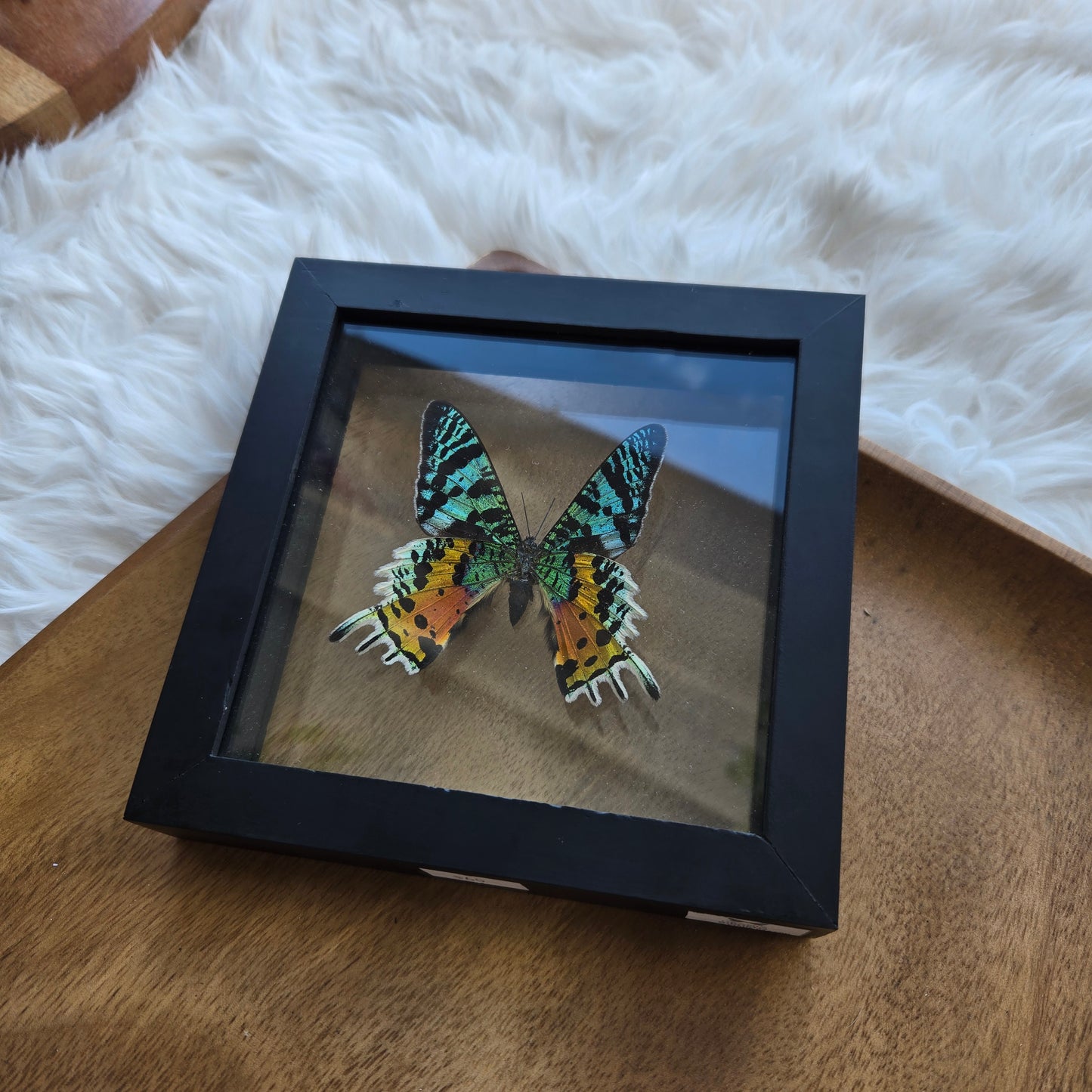 Sunset Moth Frame