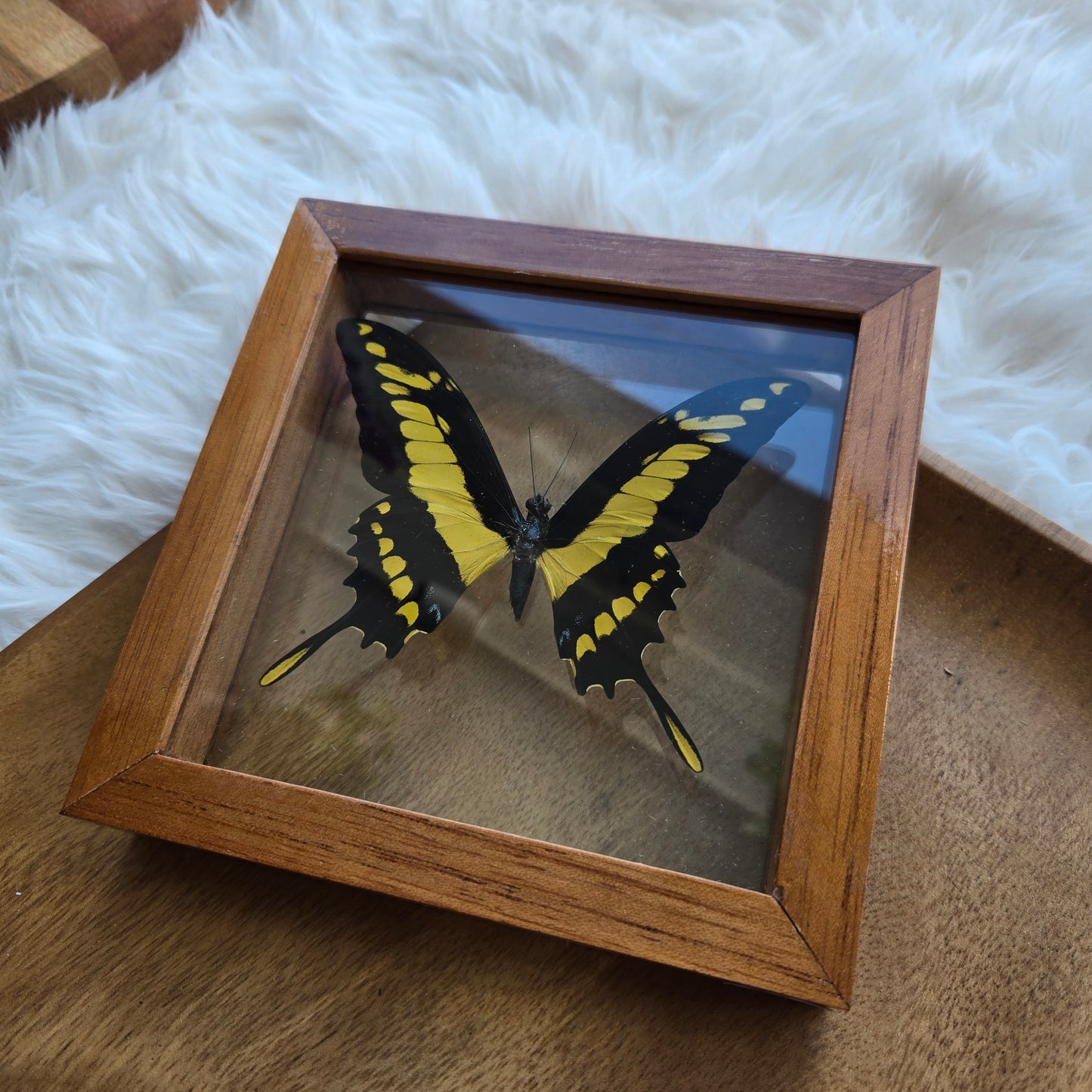 King Swallowtail Butterfly Brown Frame