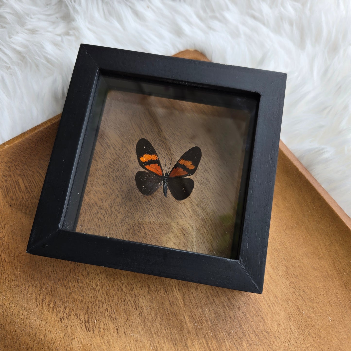 B-1 Butterfly Frame (You Pick)