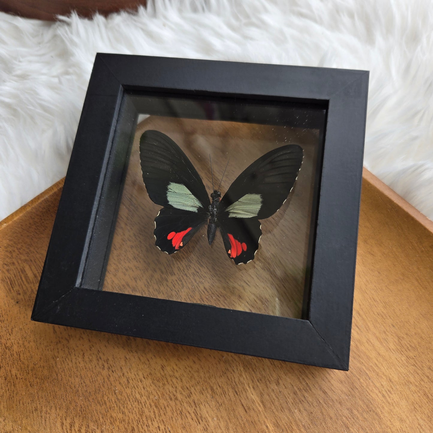 B-1 Butterfly Frame (You Pick)