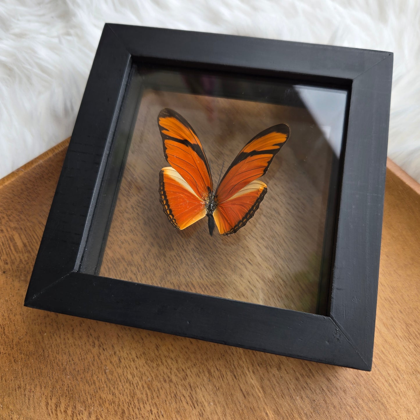 B-1 Butterfly Frame (You Pick)