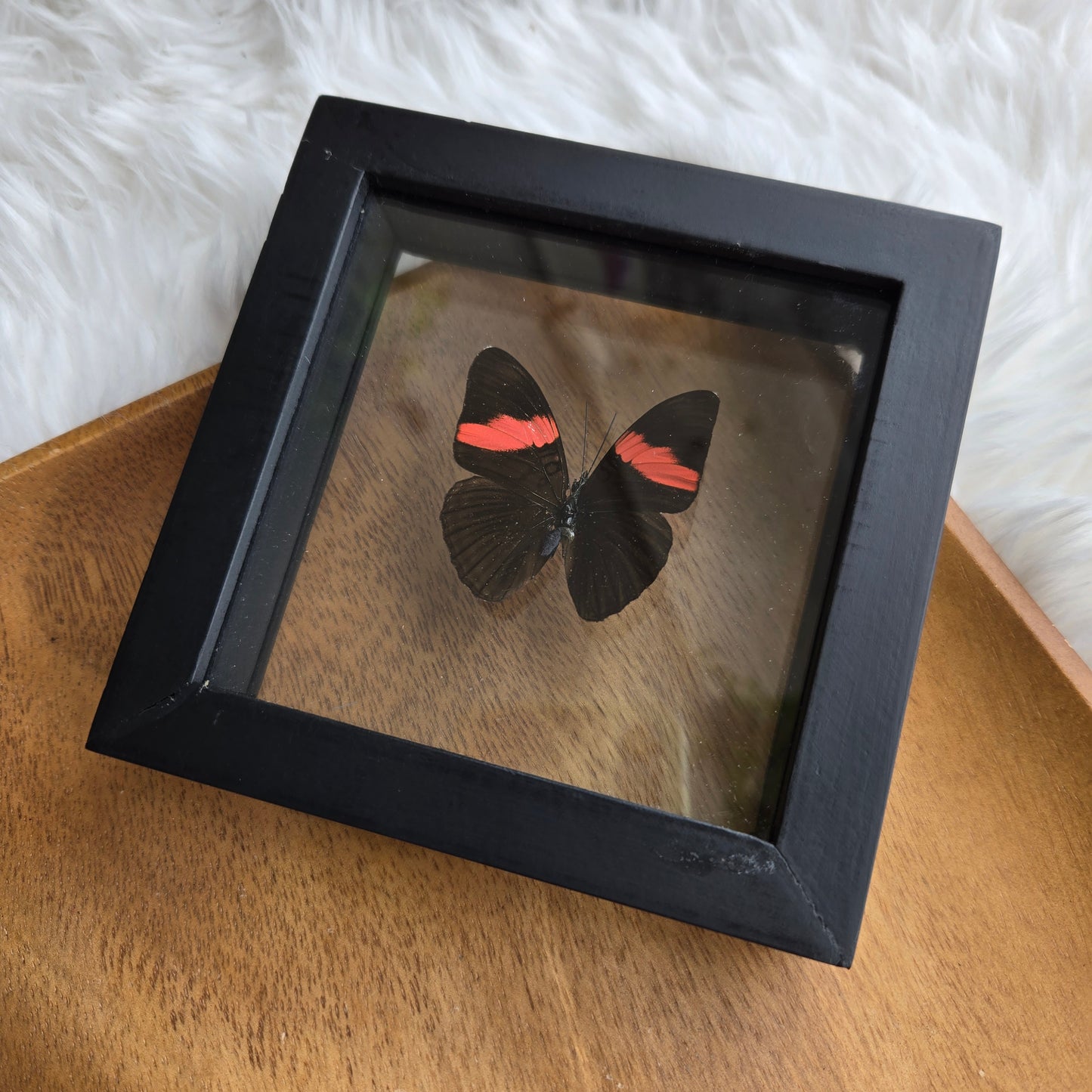 B-1 Butterfly Frame (You Pick)
