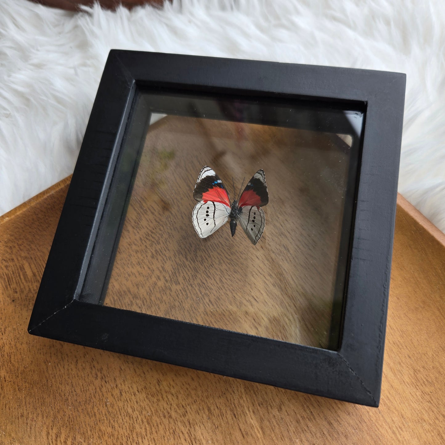 B-1 Butterfly Frame (You Pick)