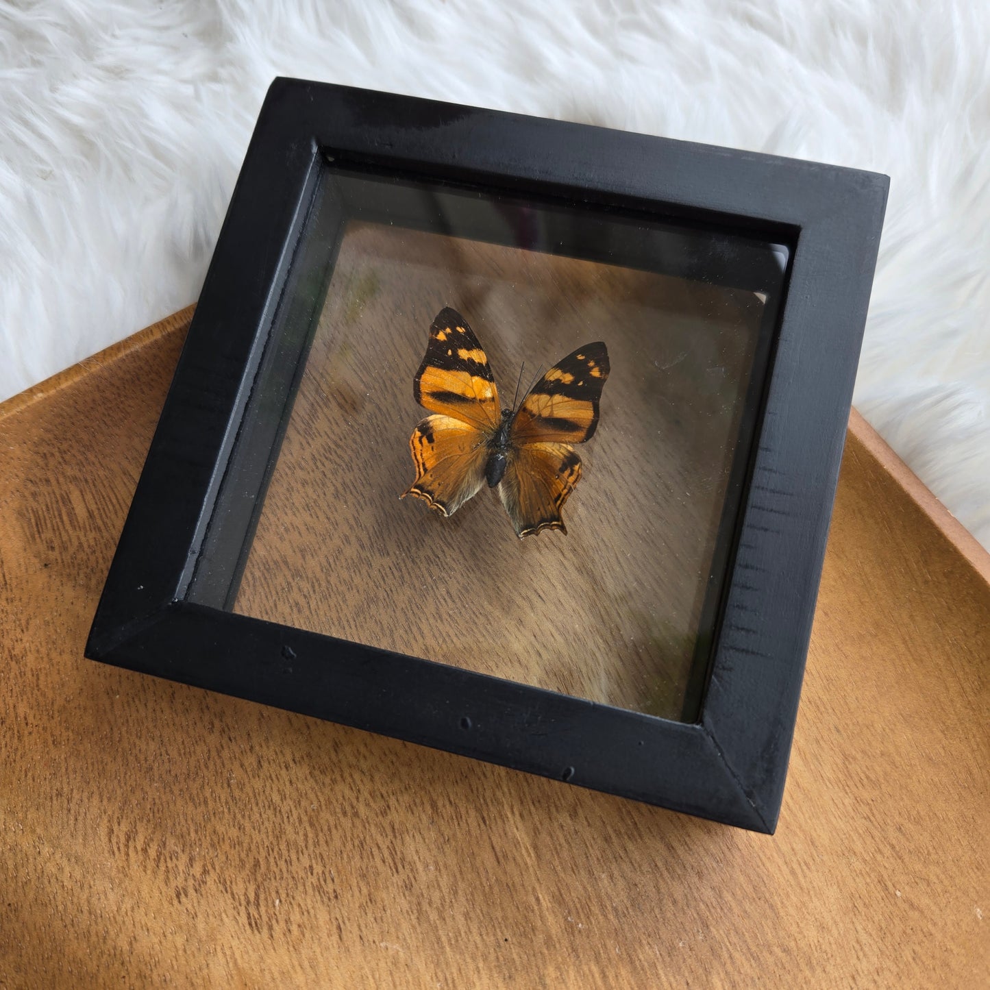 B-1 Butterfly Frame (You Pick)