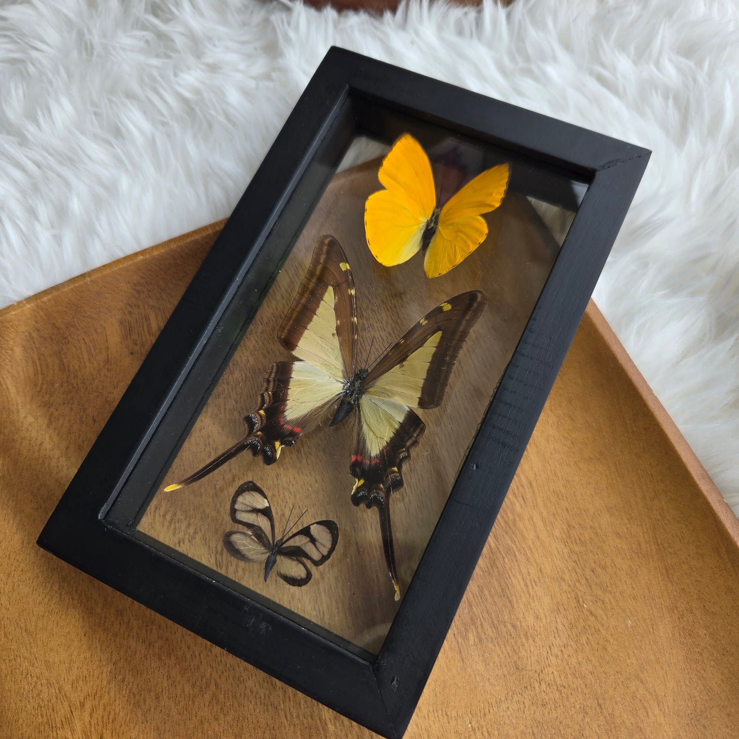 B-3 Butterfly Frame (You Pick)