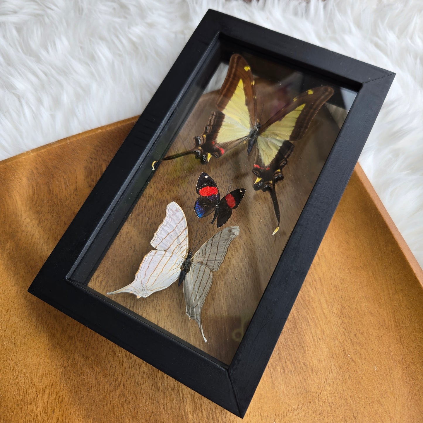 B-3 Butterfly Frame (You Pick)