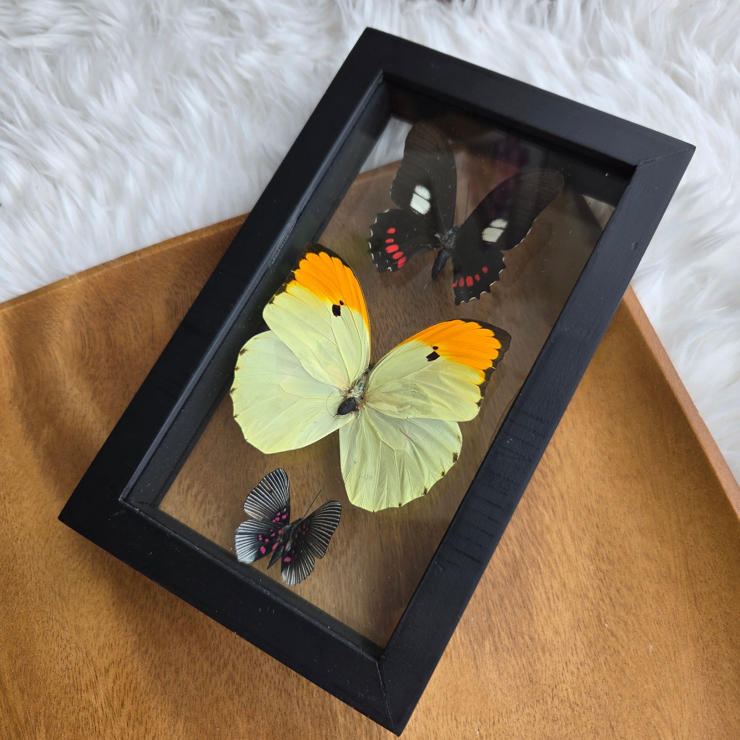 B-3 Butterfly Frame (You Pick)