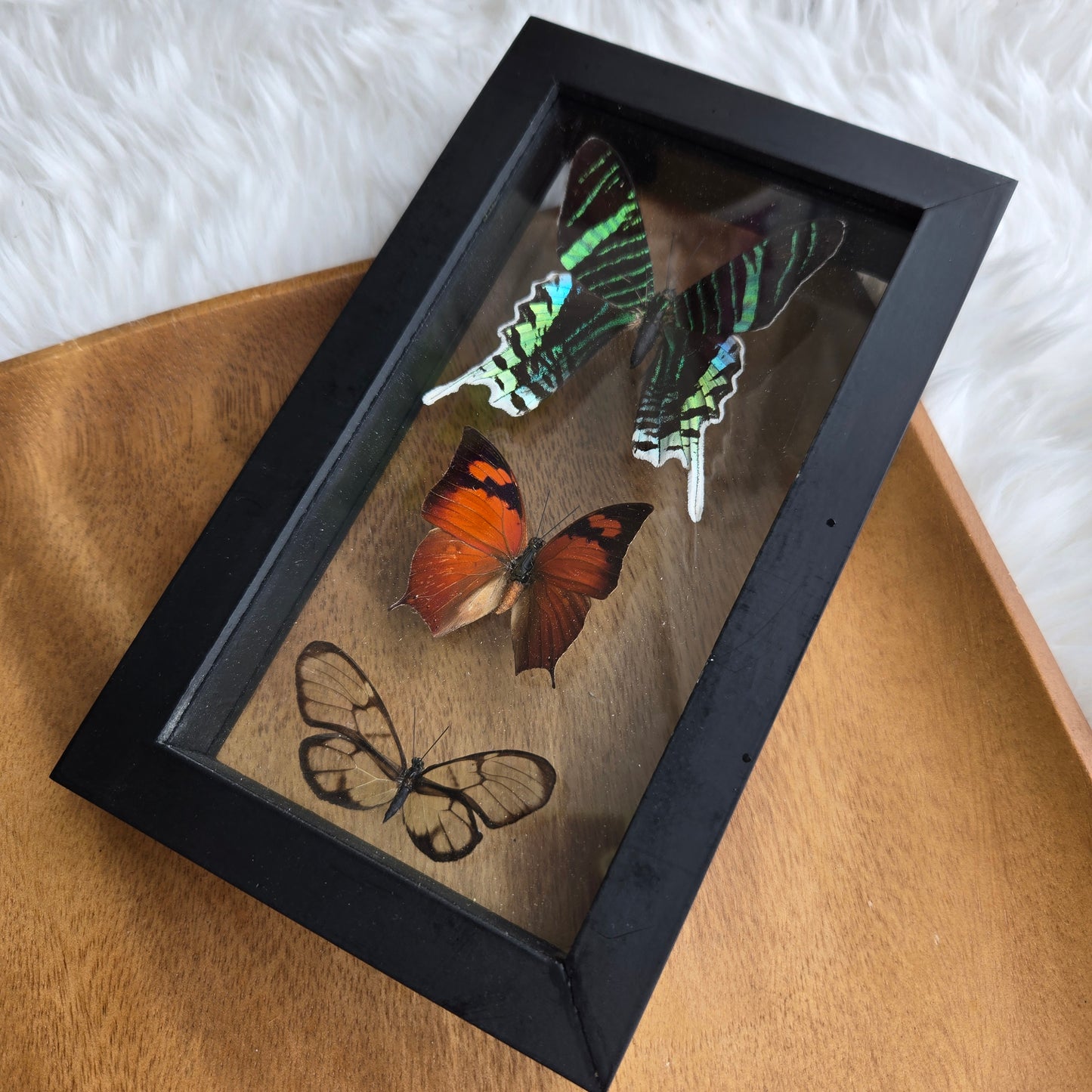 B-3 Butterfly Frame (You Pick)