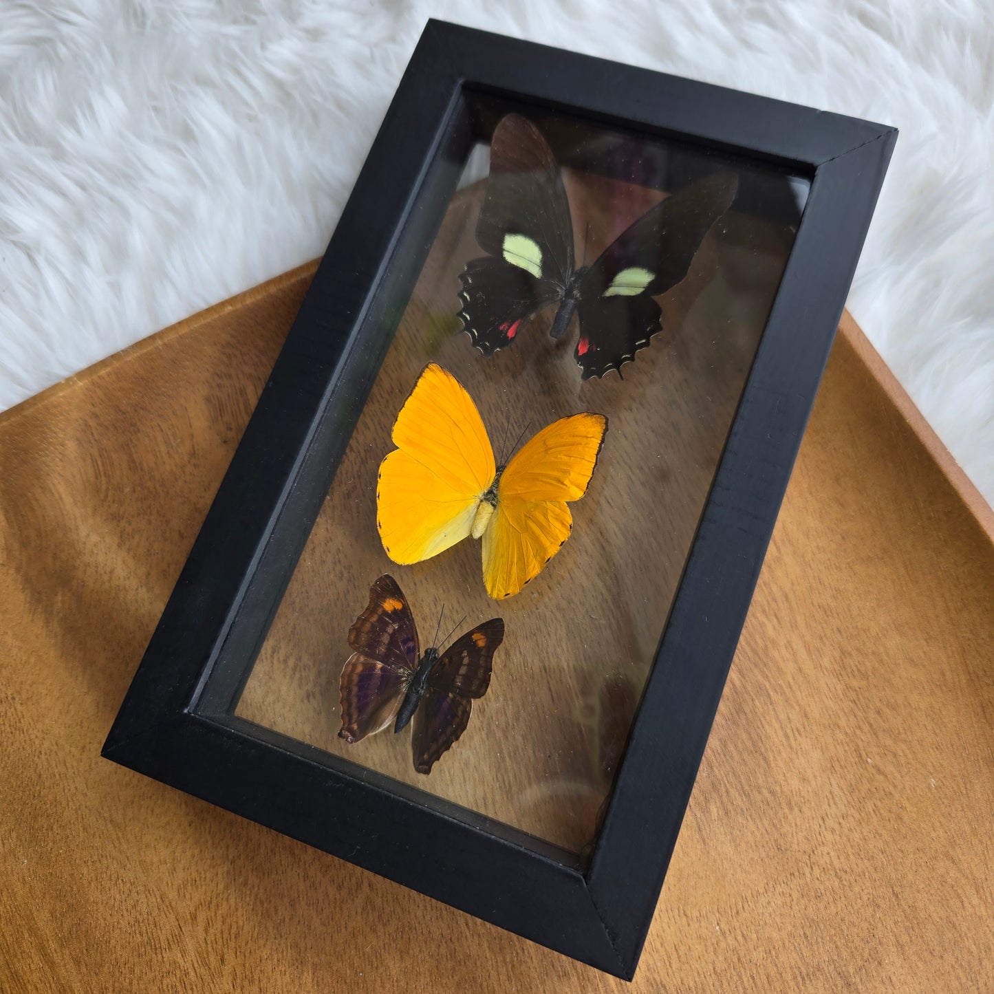 B-3 Butterfly Frame (You Pick)