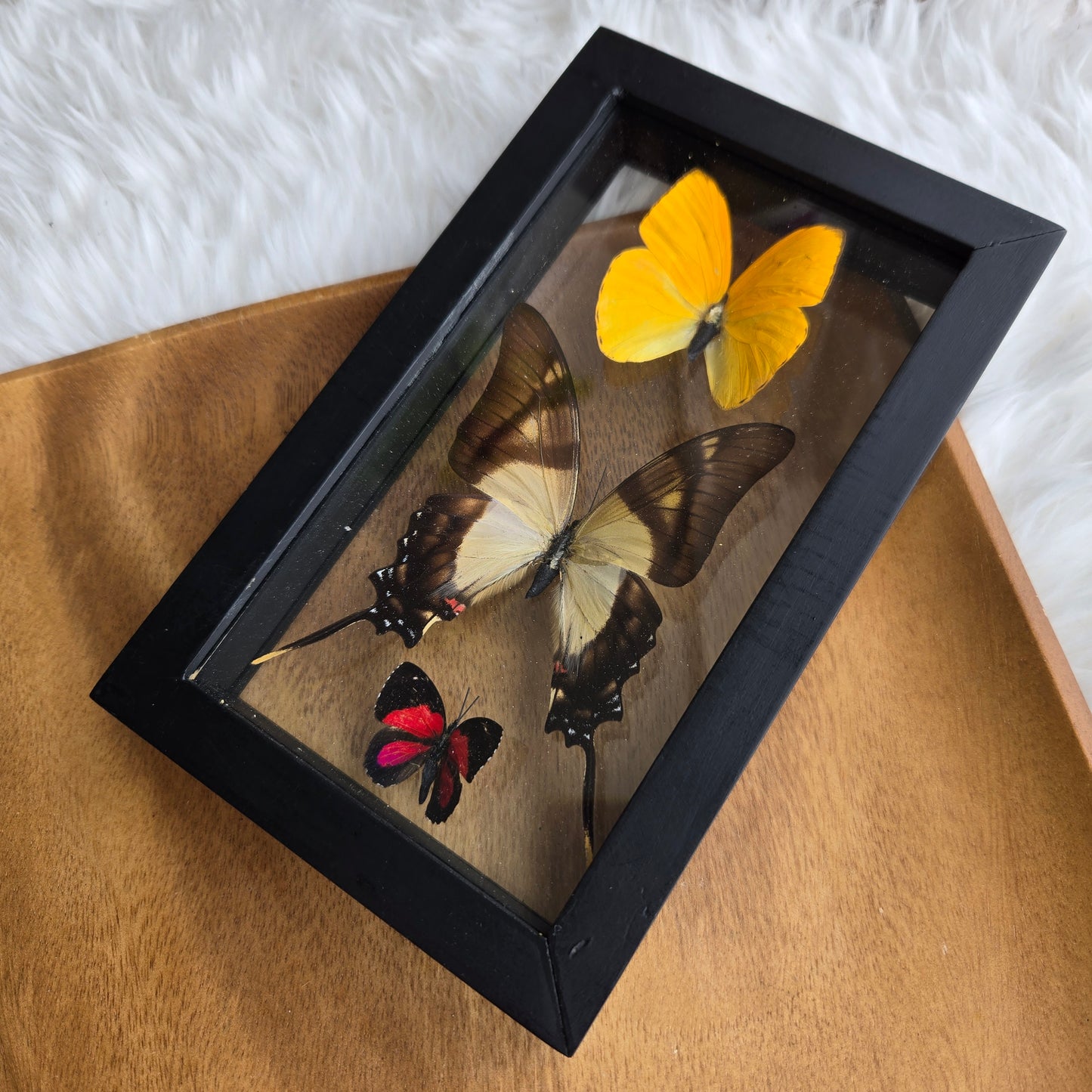B-3 Butterfly Frame (You Pick)