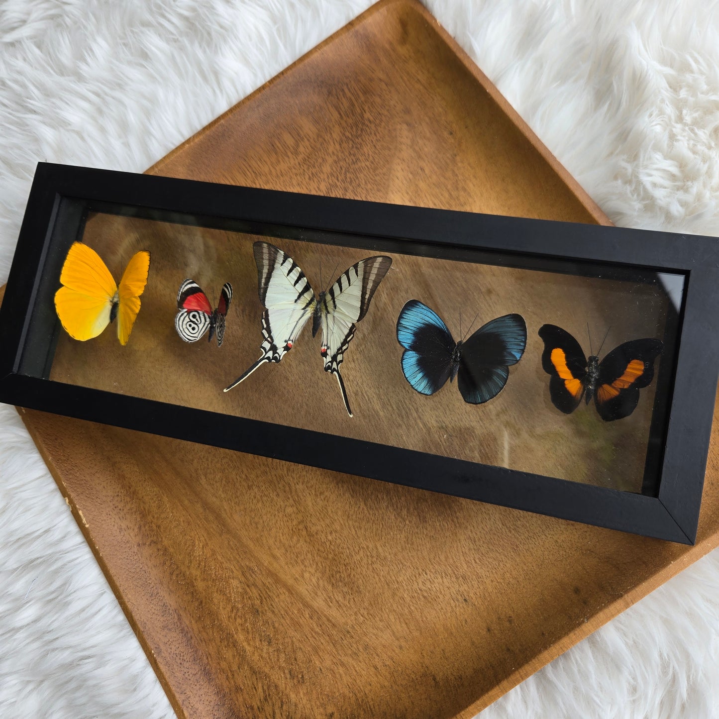 B-5 Butterfly Frame (You Pick)