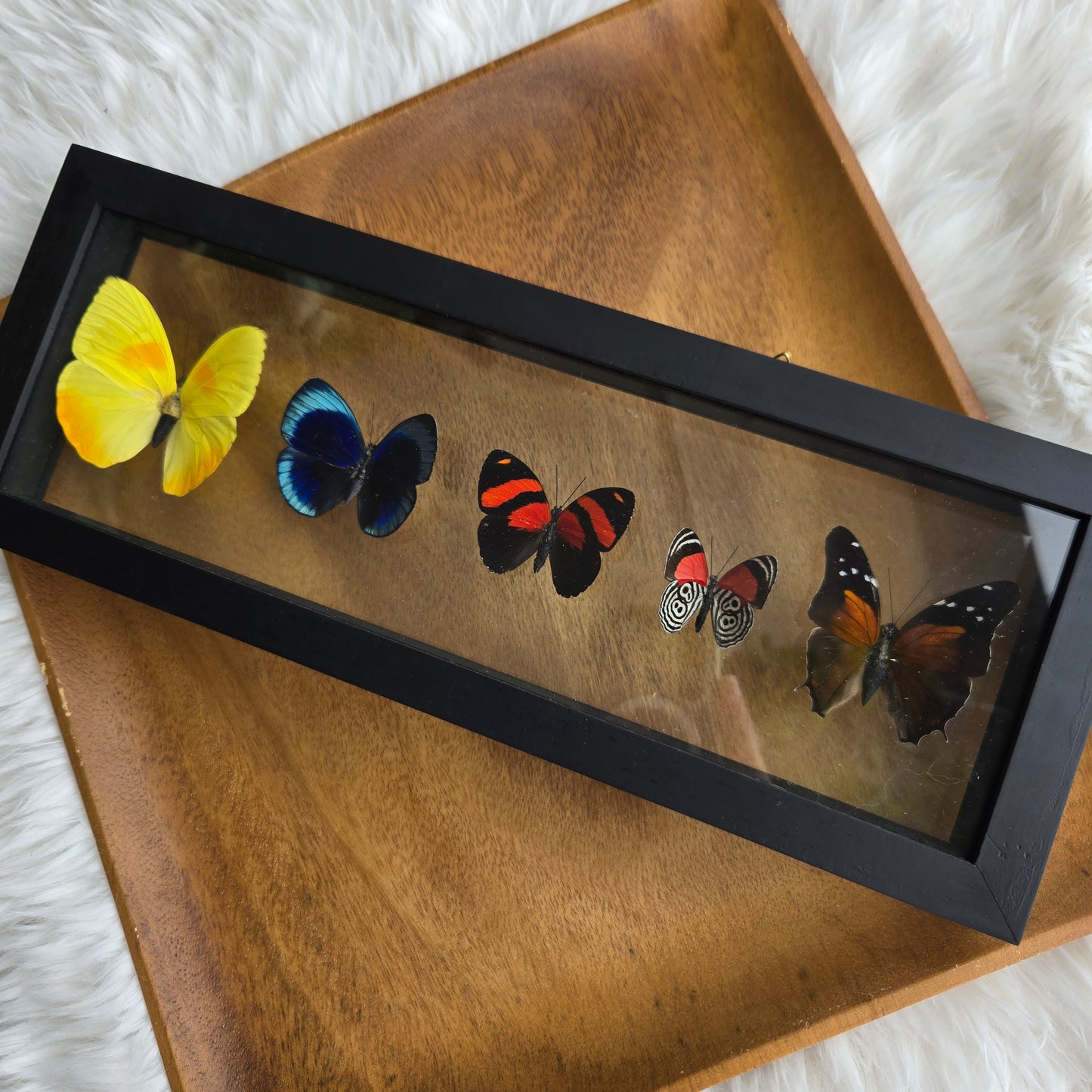B-5 Butterfly Frame (You Pick)