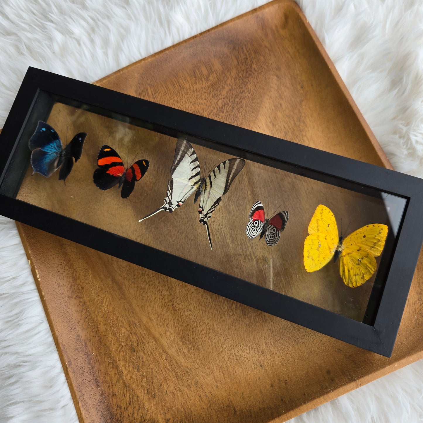 B-5 Butterfly Frame (You Pick)