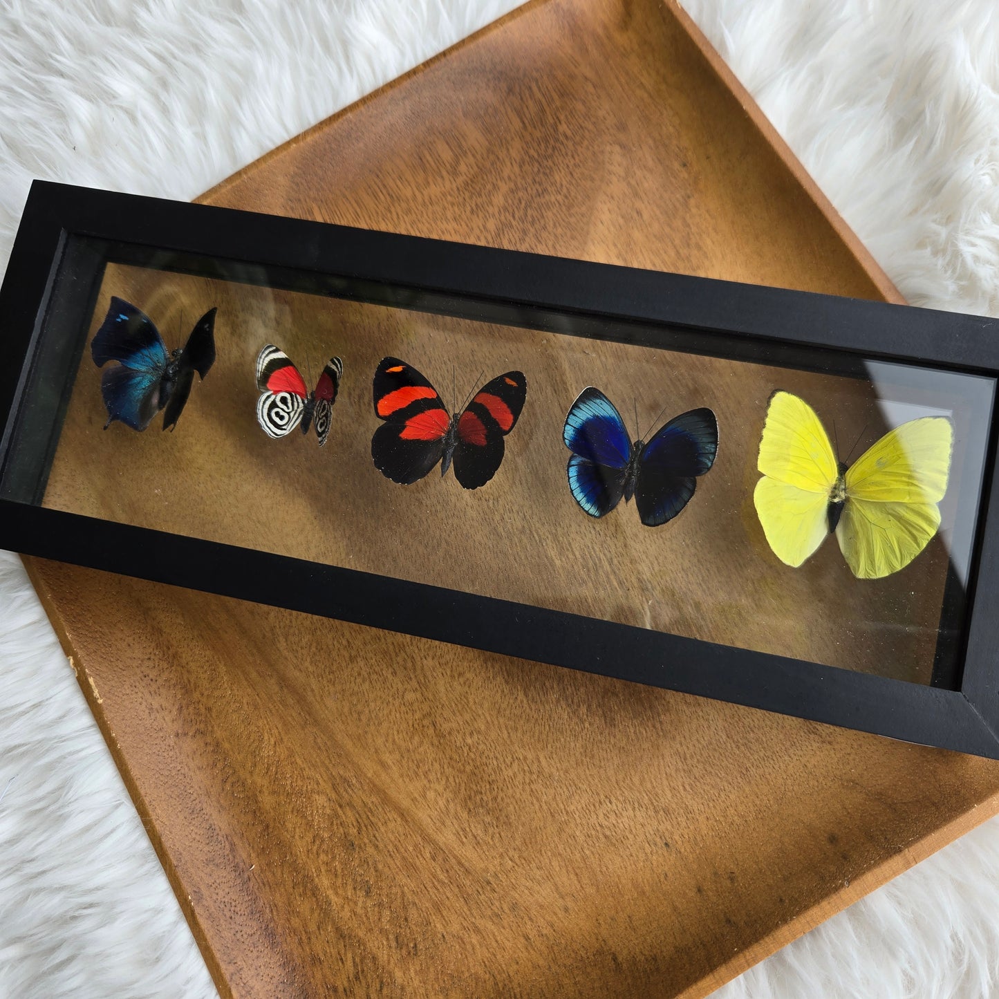 B-5 Butterfly Frame (You Pick)