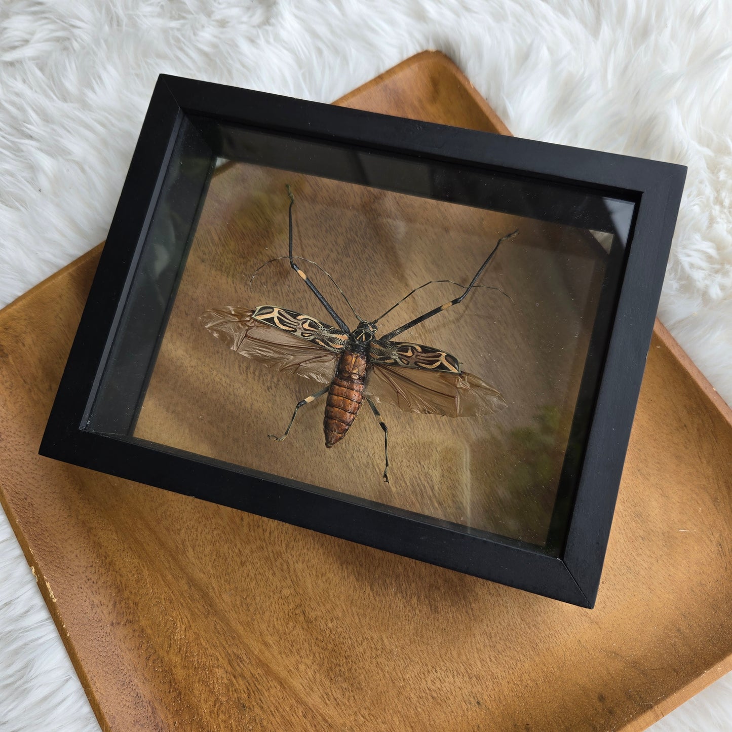 I-1 Insect Frame (You Pick)