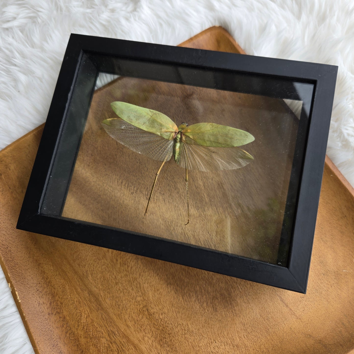 I-1 Insect Frame (You Pick)