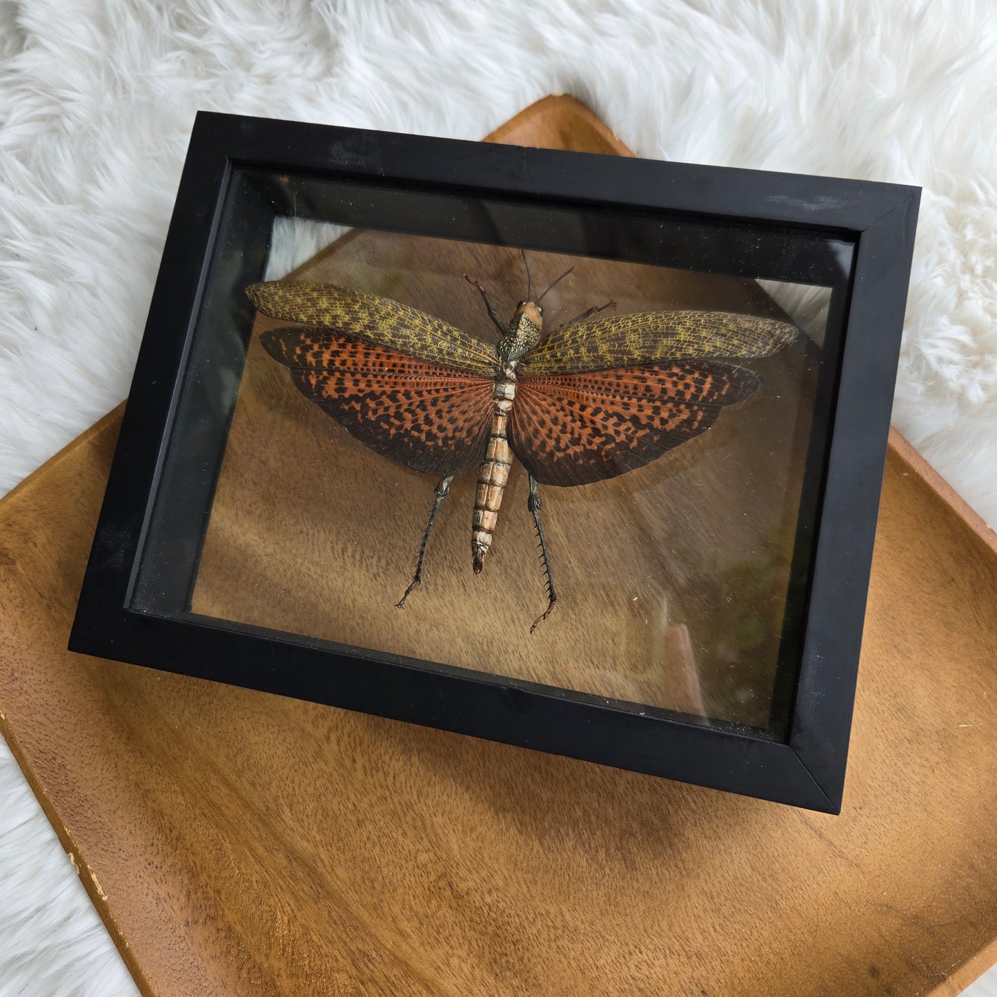 I-1 Insect Frame (You Pick)