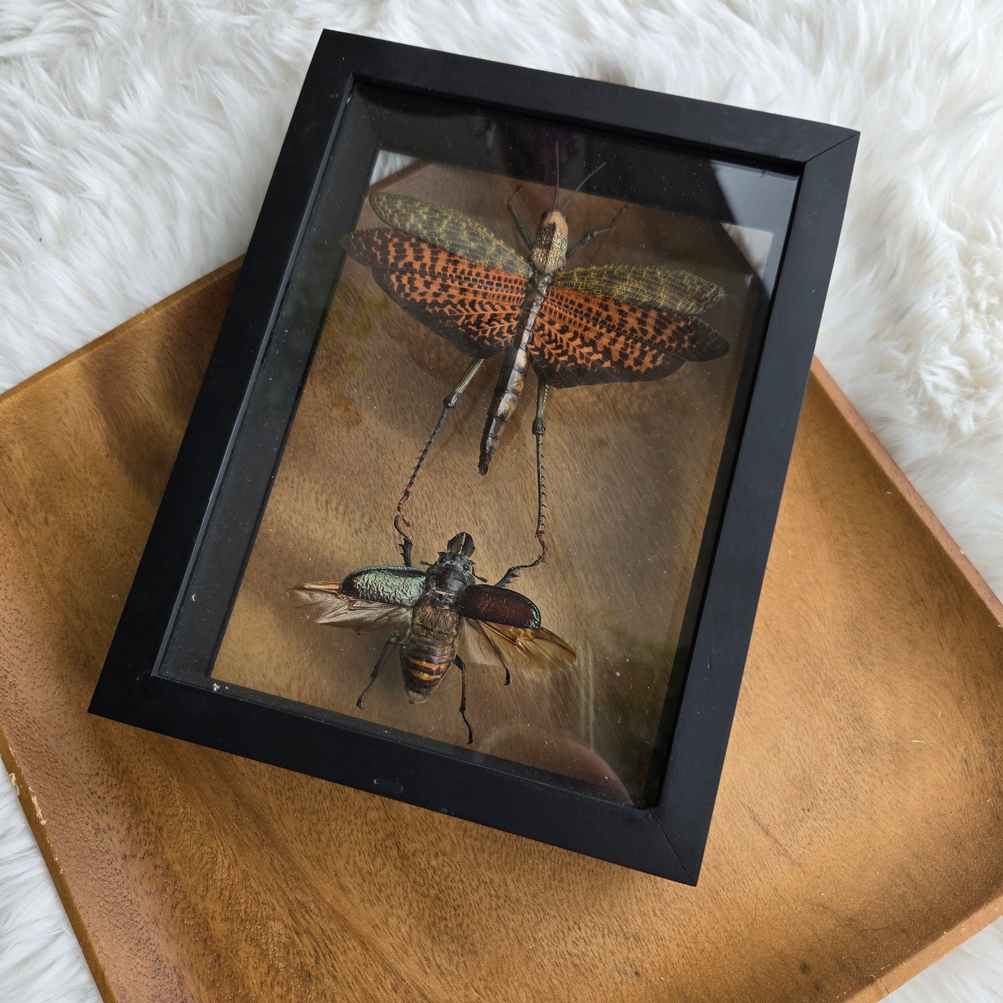 I-2 Insect Frame (You Pick)