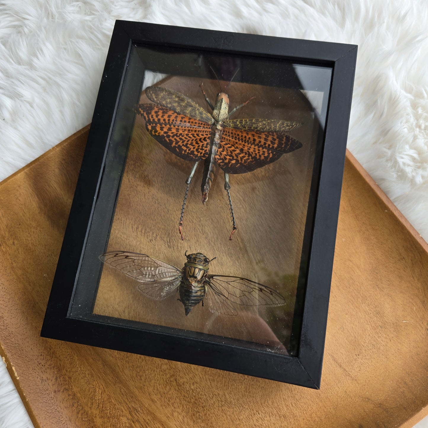 I-2 Insect Frame (You Pick)