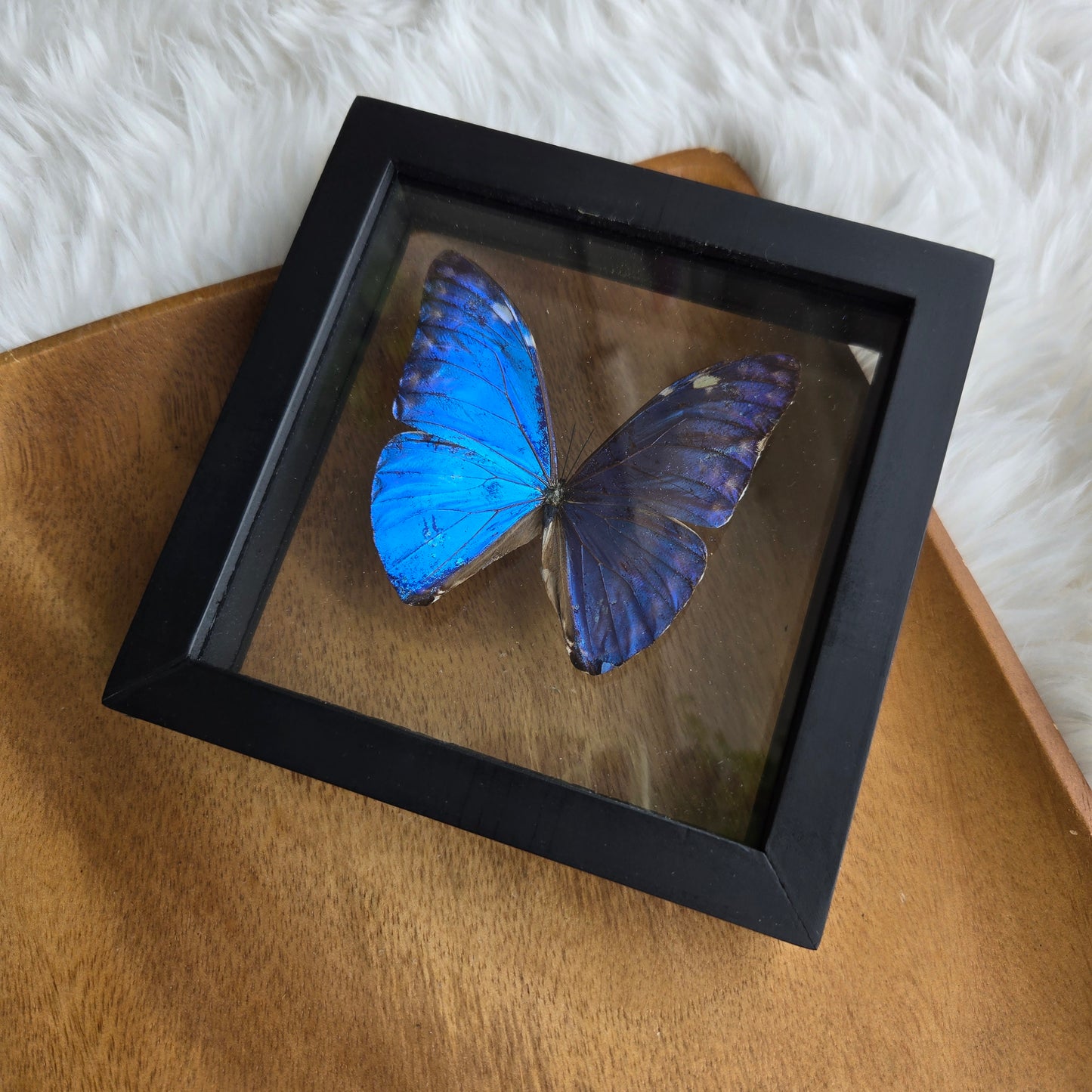 Morpho Marcus Butterfly Frame