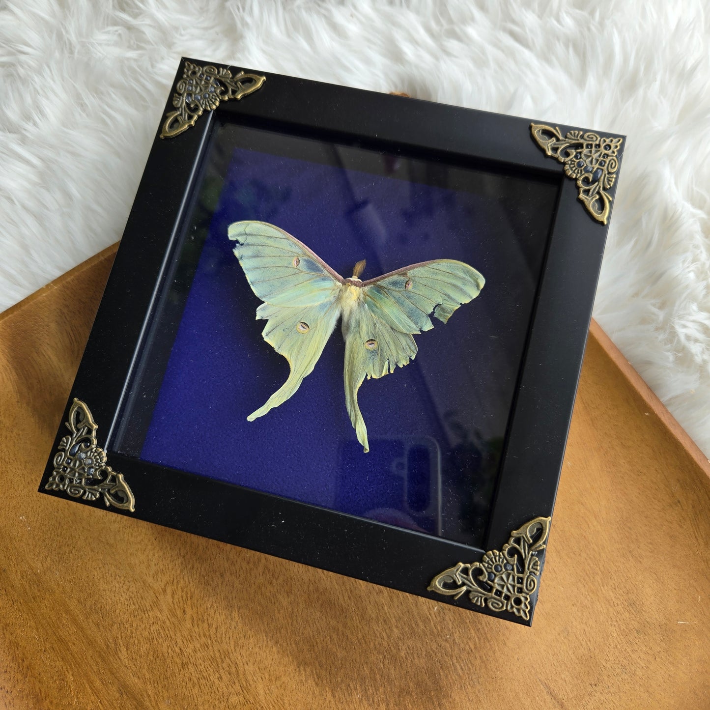 Luna Moth Frame (You Pick)
