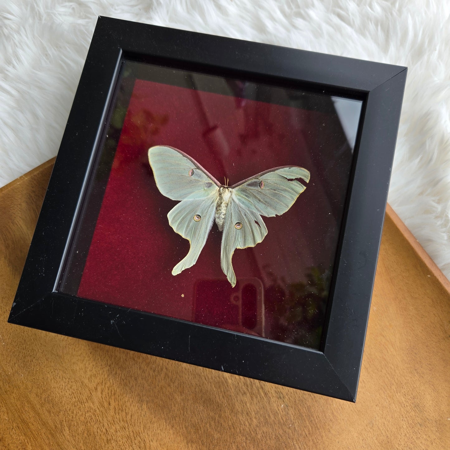 Luna Moth Frame (You Pick)