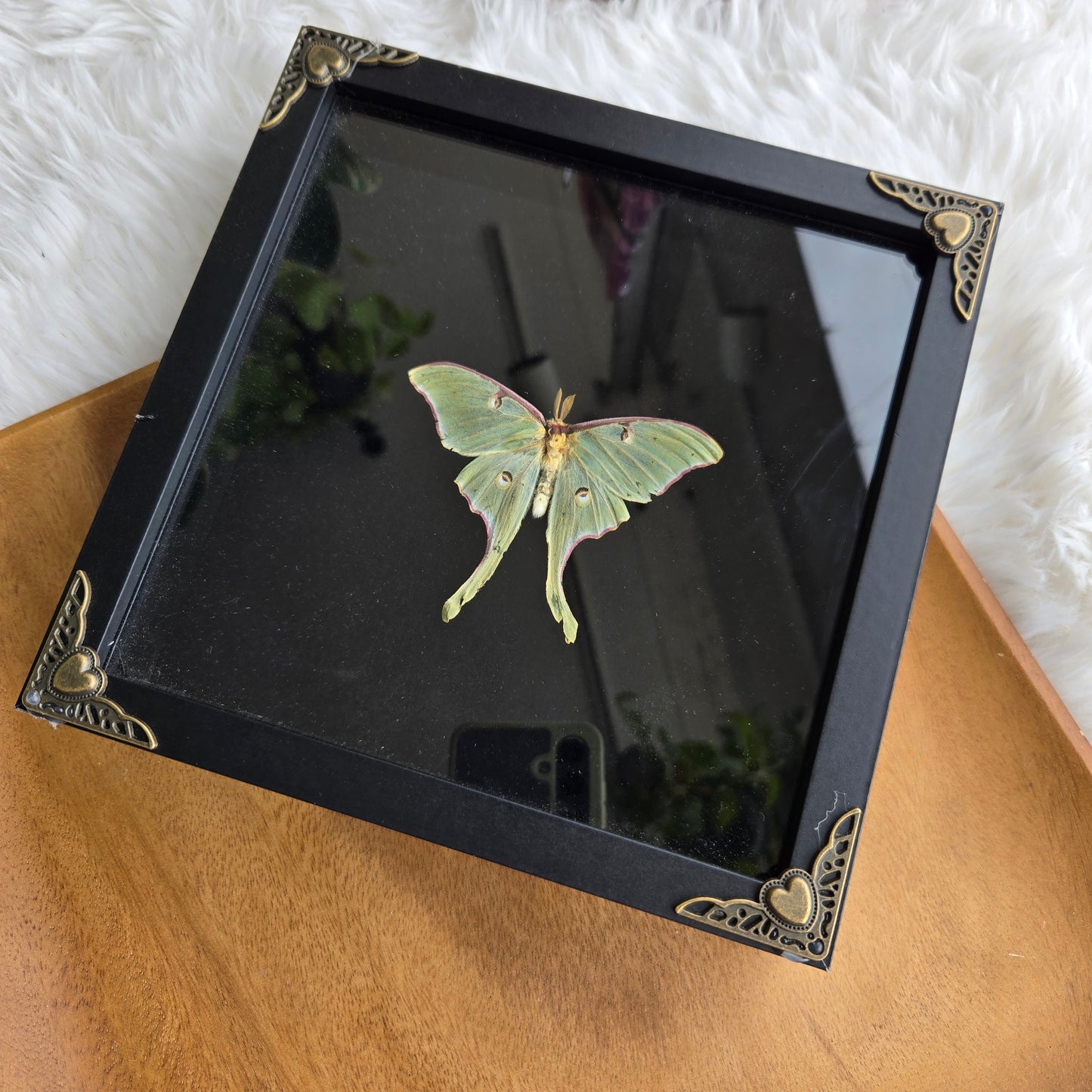 Luna Moth Frame (You Pick)