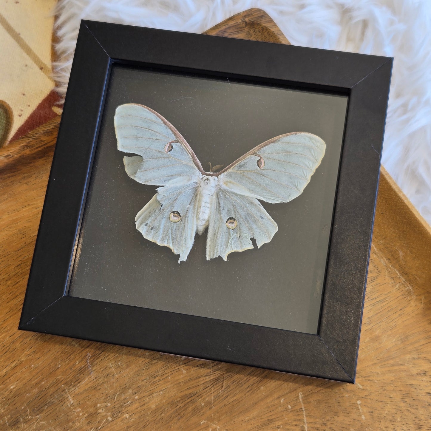 You Pick Framed Luna Moth