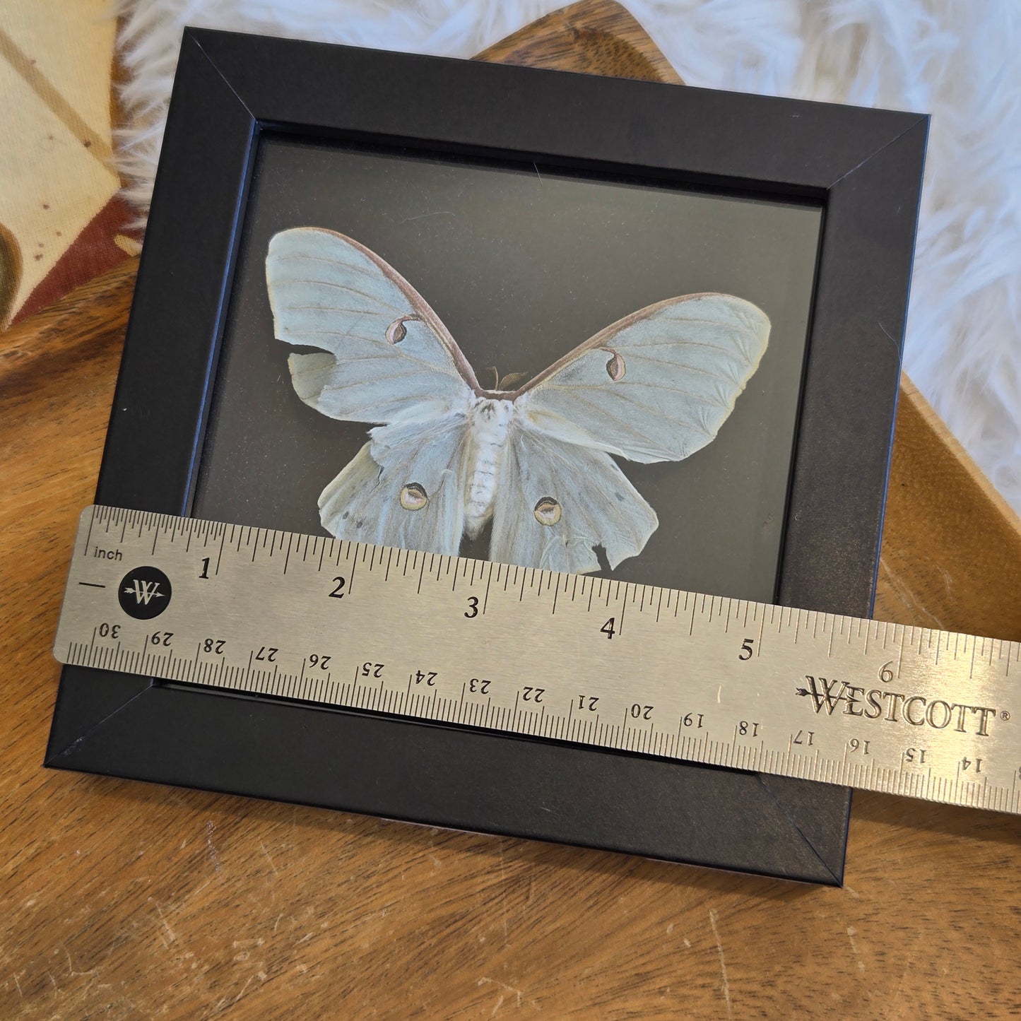 You Pick Framed Luna Moth