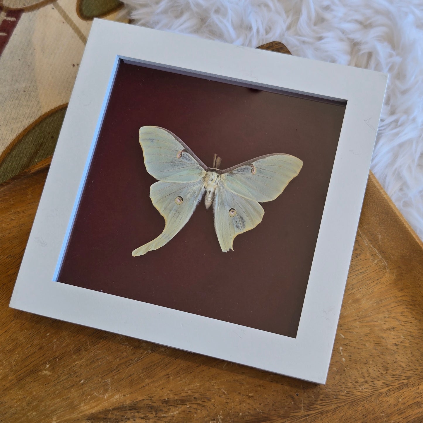 You Pick Framed Luna Moth