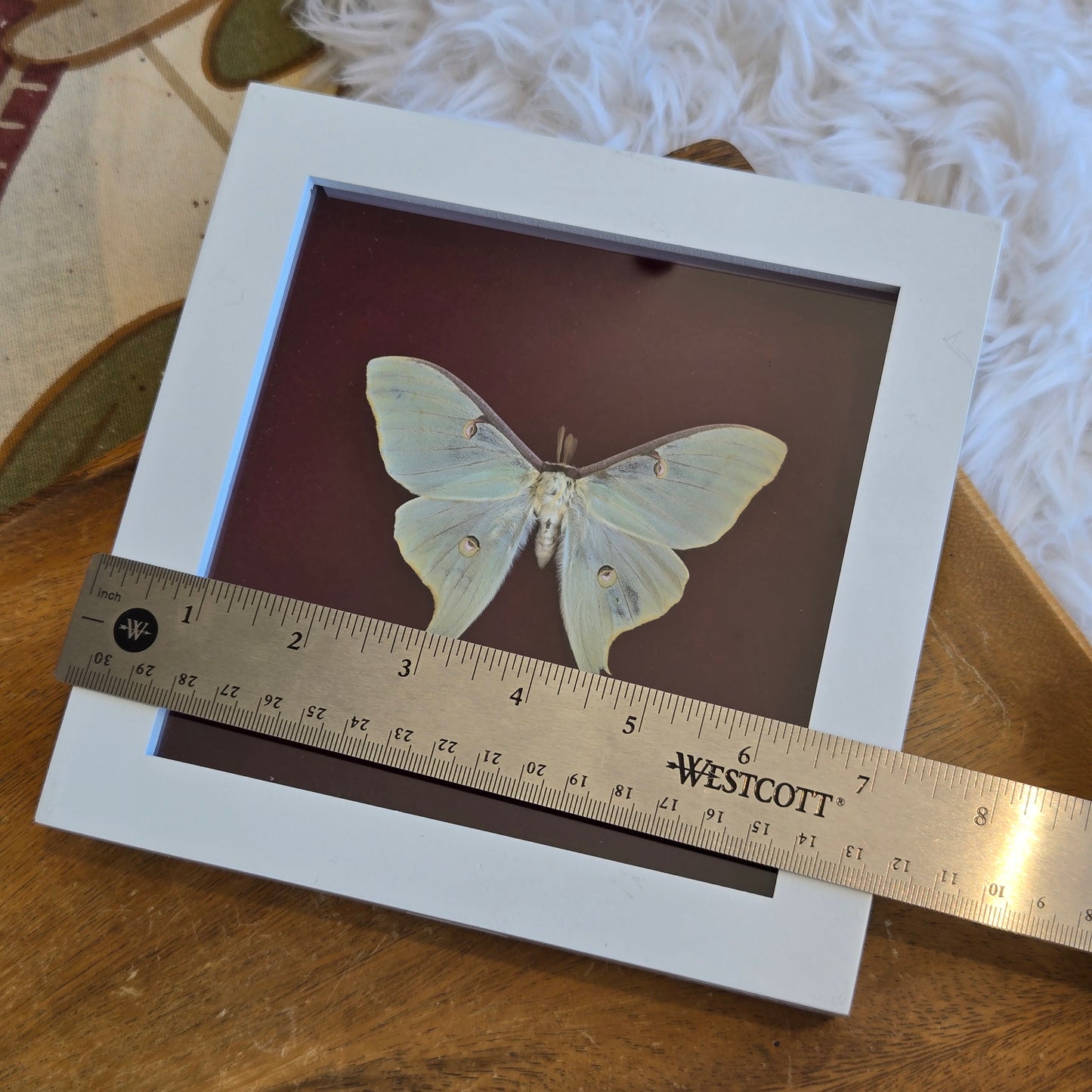 You Pick Framed Luna Moth