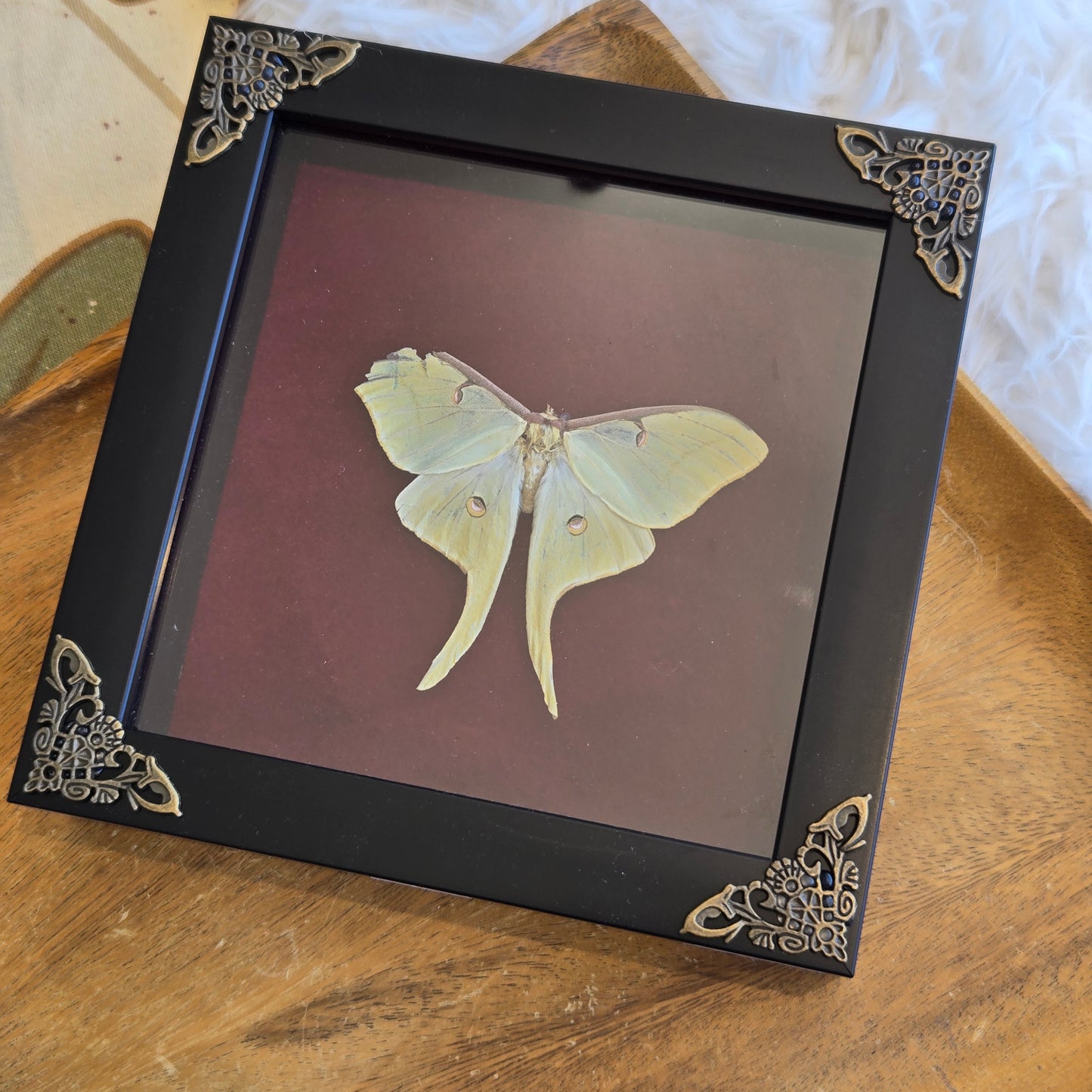 You Pick Framed Luna Moth