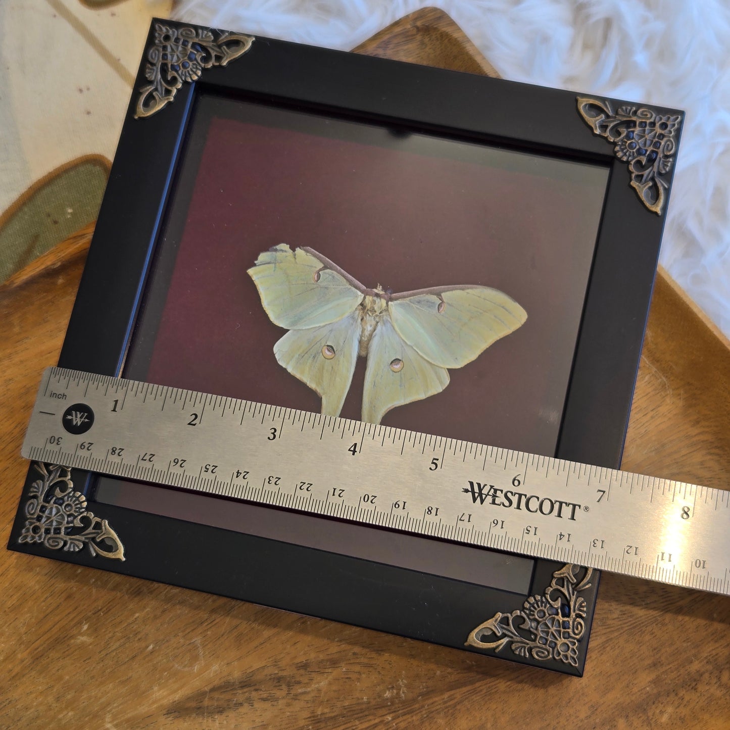 You Pick Framed Luna Moth