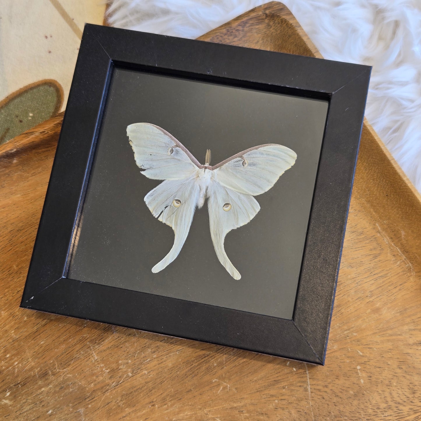You Pick Framed Luna Moth