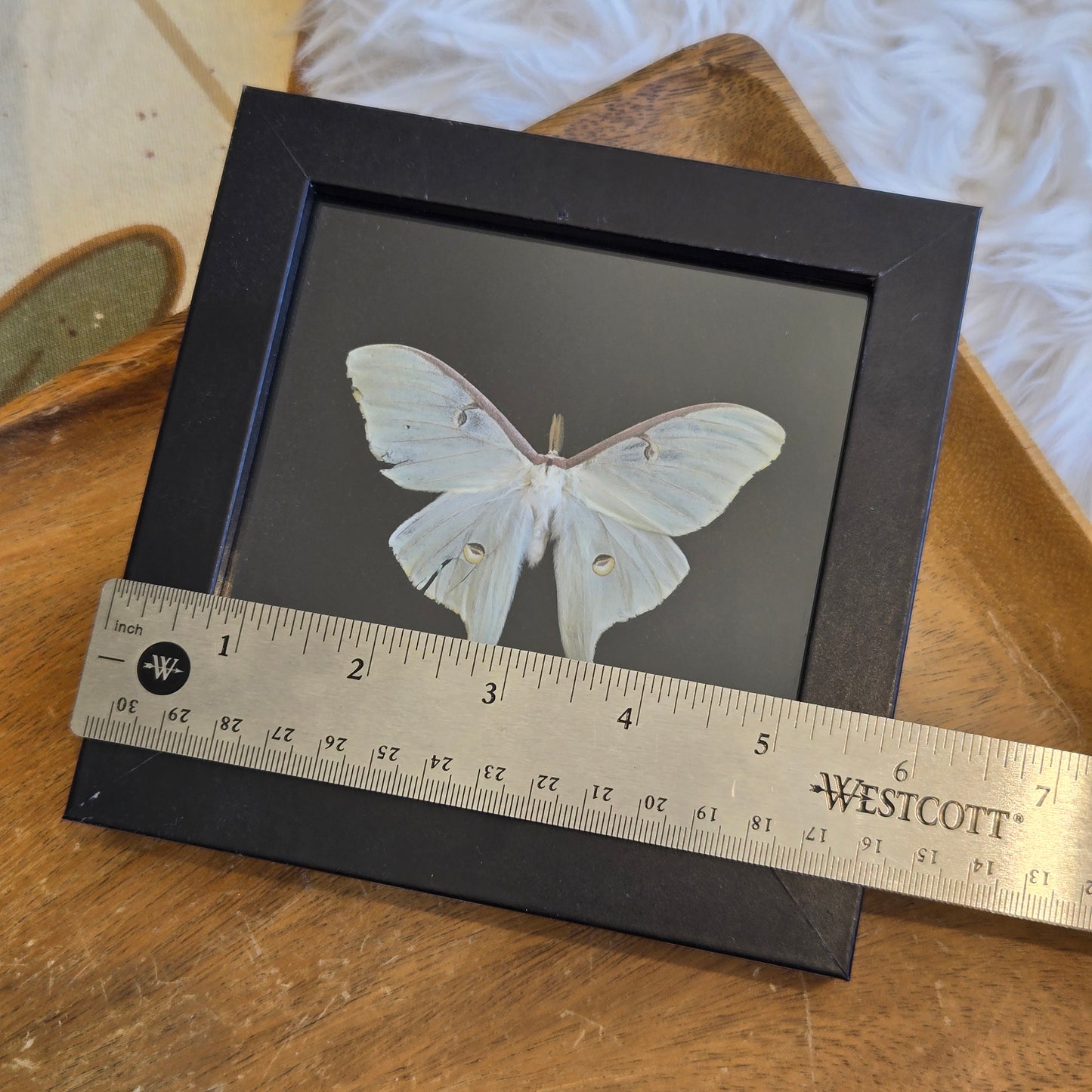 You Pick Framed Luna Moth
